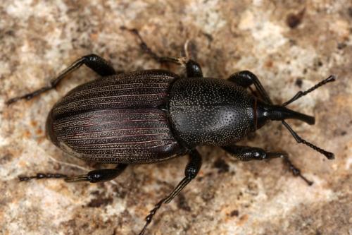 Sphenophorus piceus